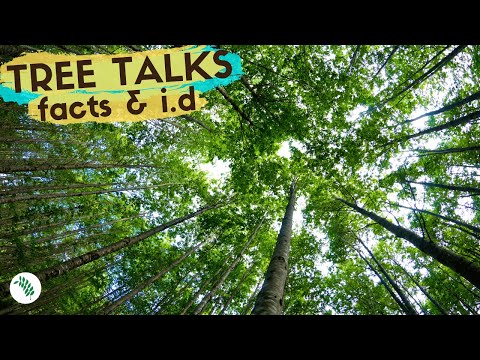 Video: Informácie o mahagónovom strome: Zistite viac o faktoch a použití mahagónového stromu