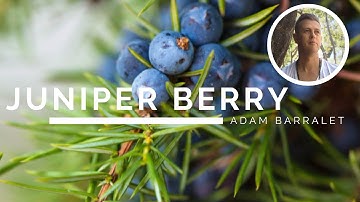 Juniper Berry – The Oil of the Abyss
