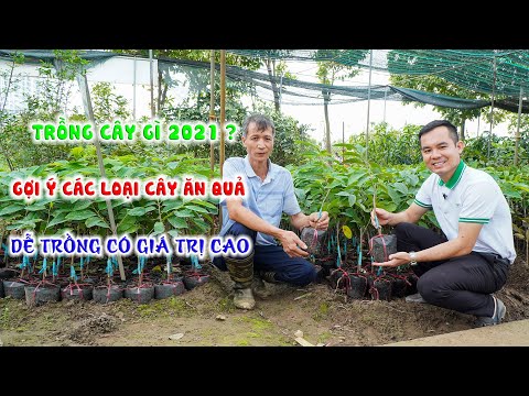 Video: Vườn ươm Cây ăn Quả Phía Bắc ở Huyện Lomonosov