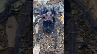 Download Lagu Phormictopus sp Dominican Purple #tarantula #arachnids #spider MP3