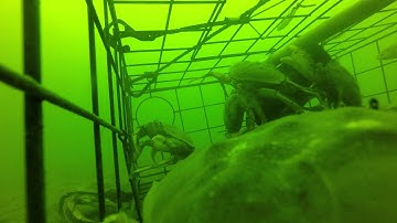 Puget Sound crabpot time lapse