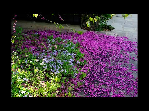 Ethan Kauffman – Reimagining Stoneleigh’s Future