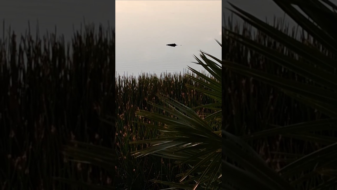 Shy alligator on Fall Holy Hot Girl Walk | Florida Woman