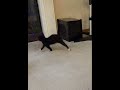 Slow motion cat jump (and tumble) 😂