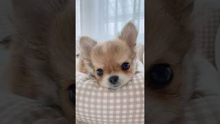 ぼく、とろちゃん。  #チワワ #多頭飼い #癒し #子犬 #生後2ヶ月