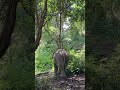 Welcome new friend to our family.🎉🐘💚 Mothormae 31Ys #changchill #elephant #ethical #animals