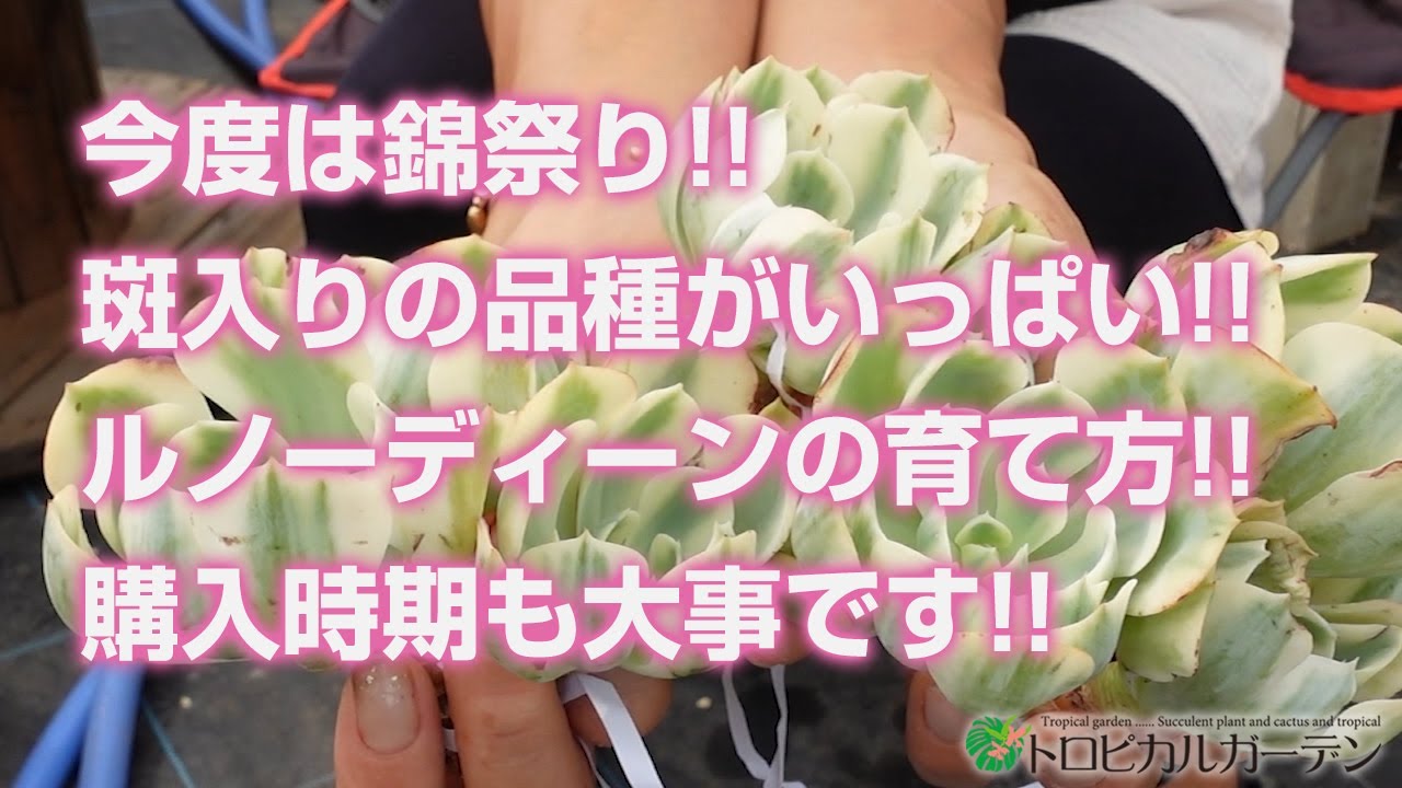 Succulent plants] It