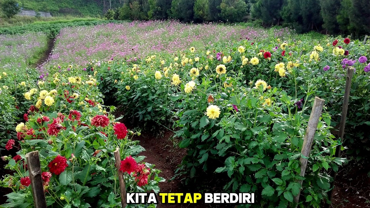 Harga Diri Tidak Pernah Murah