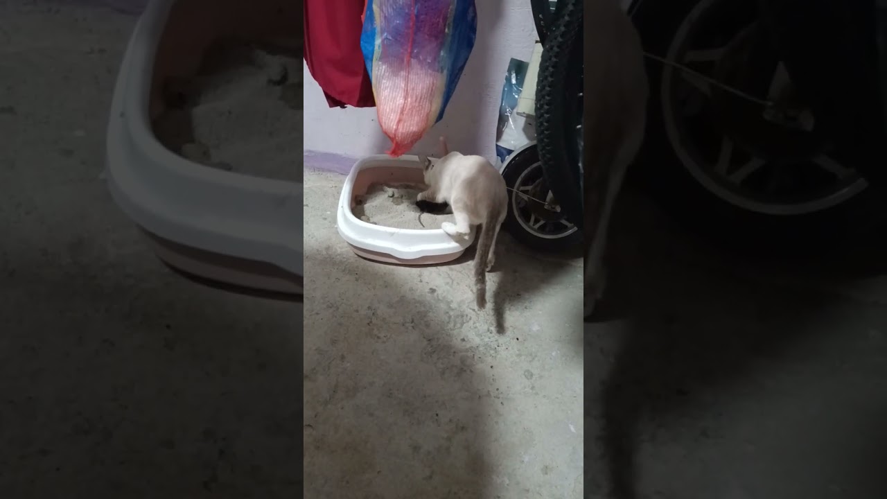 Этот Мицуки — настоящий охотничий кот, он поймал его на улице и занес в дом.