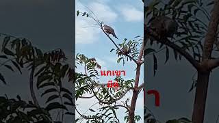 ธรรมชาติใกล้ตัว shortsvideo bonsai nature birdsong @ผู้ติดตาม@chart thongwan