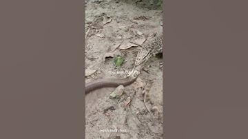 Kỳ đà sợ loại rắn độc nào #shortvideo #animals #dongvat #thưgiãn #snake #wildlife #short