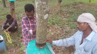 Rubber shade achankovil