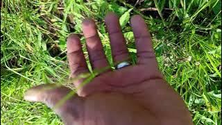 Ibhande noma isifo sezilonda.... 