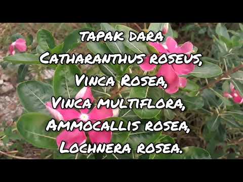 Video: Katarantus - Khasiat Yang Berguna Dan Aplikasi Catharanthus, Biji Catharanthus. Katarantus Merah Muda, Ampel