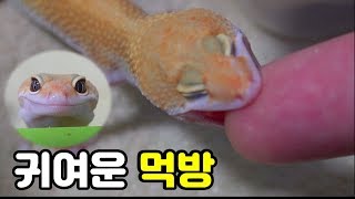 1000 mealworm came! Young lizard mukbang (Eng Sub)