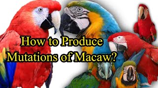 Different Combinations to Produce Newest Mutations of Macaw Parrots | Macaw Genetics by Nadia Pets Global 350 views 2 years ago 2 minutes, 13 seconds