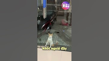 Khi Loài Mèo Biết Nói Tiếng Việt (Phần 6) 😂 #Shorts