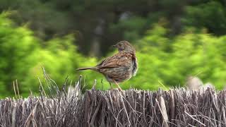 Accenteur Mouchet Prunella M. Modularis Dunnock