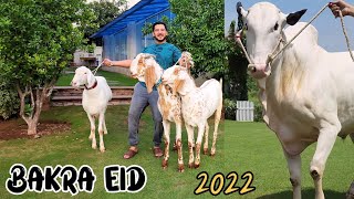 Alhumdulillah JNTV Qurbani Vlog  Fatehjangi Dhani Bull  Bakra Eid 2022