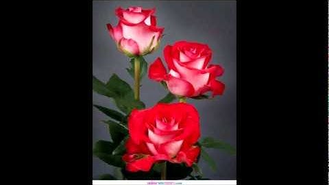 سورة الضحى لاجمل الاصوات وباجود تسجيل للشيخ مشاري بن راشد العفاسي