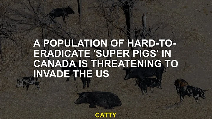 A population of hard-to-eradicate 'super pigs' in Canada is threatening to invade the US
