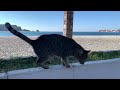 Budva-Becici. March 2022. Relaxing walk. Cats, sea, construction sites...