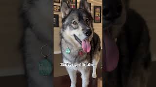 Things Tikanni does that make NO sense 😅 #shorts #shortsvideo #funnyhusky #husky #howling #huskies