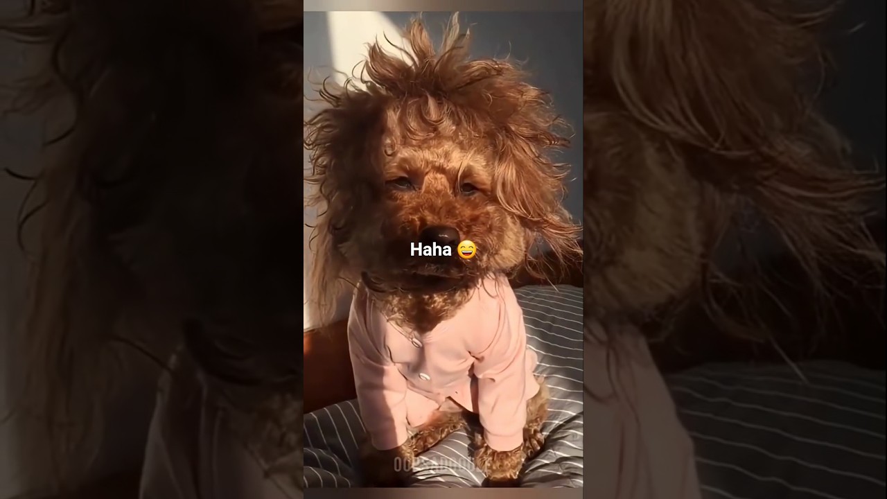 Animal funniest short 😄😂 pets funny 