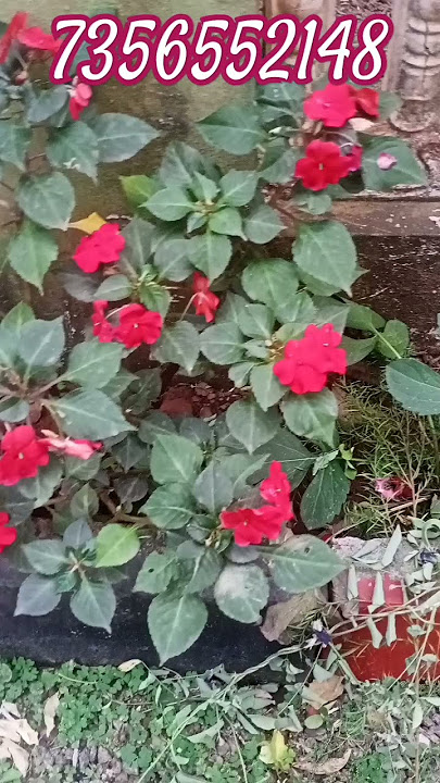 balsam#7356552148
