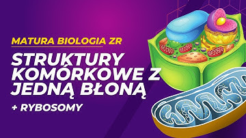Struktury komórkowe otoczone jedną błoną i rybosomy. MATURA BIOLOGIA ZR