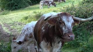 English Longhorn Cattle at The Leasowes - Halesowen - Wildlife