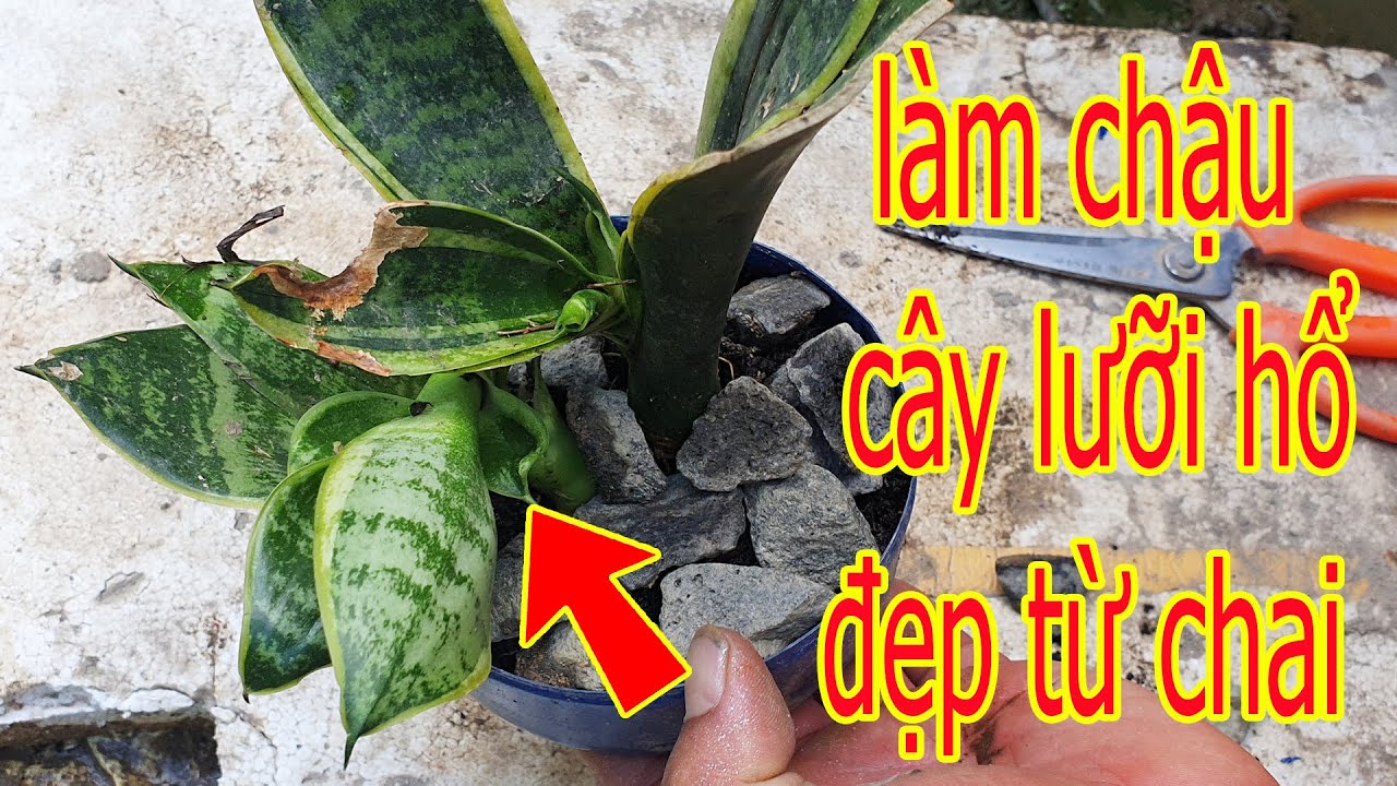 luke79 tại đại lý làm chậu cây lưỡi hổ đẹp từ chai nhựa tái chế|Azc DIY