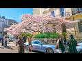 Notting Hill’s Magical Cherry Blossom House 🌸 Luxurious London Spring Walk 2026 | 4K HDR ASMR