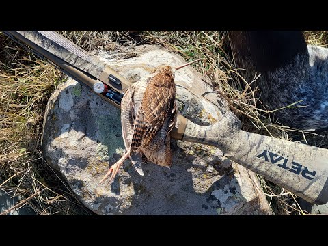 ტყის ქათამზე გასვლა მეორე