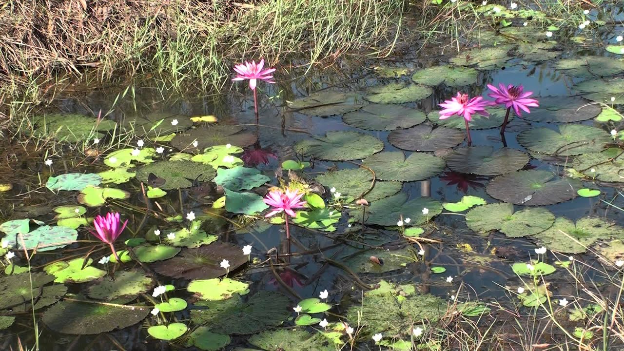 ♥ Lilypond HD 3 hours Screensaver peaceful , relaxing, music sound Video Art. | art411var™