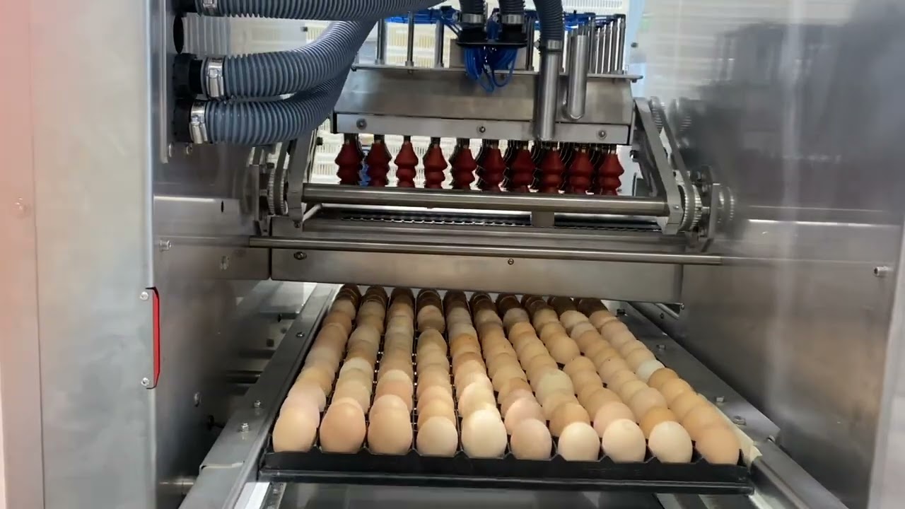 Mach-C Hatchery Essentials - Egg Candling and Take-Out unit