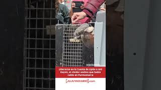 Liberan a un Cóndor Andino en Jujuy - Argentina