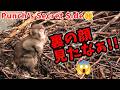 【暴露】パンチくんが裏でしていることを暴露します。2026年9月23日午後のパンチくん! 　市川市動植物園のニホンザル【パンチくん🐵】がんばれパンチ