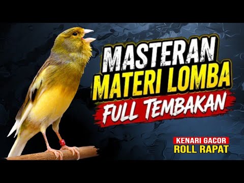 KENARI GACOR PANJANG Rol Rapat EMOSI, AMPUH utk PANCINGAN KENARI paud belajar bunyi, Terapi Kenari 
