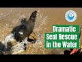 Dramatic Seal Rescue in the Water