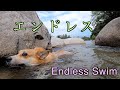 終わりなき泳ぎ / Endless Swim #shorts