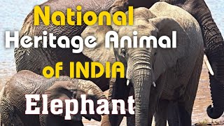 National Heritage Animal of INDIA || Elephant || हाथी 🐘