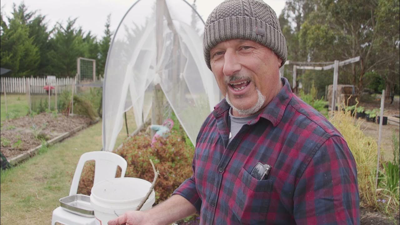 How To Fix A Dying Citrus Tree YouTube