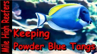 Powder Blue Tang - Acqua Fish: Um pedaço do oceano na sua casa!
