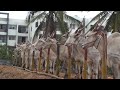 Varthur santhosh preparing hallikar cattle for cattle fair