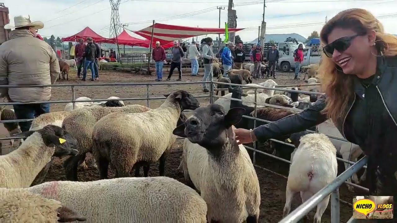 LOS BORREGOS MAS FINOS Y UN GRAN CERDO DE 300 KILOS EN LA PLAZA GANADERA DEL RANCHO LAS TABLAS.