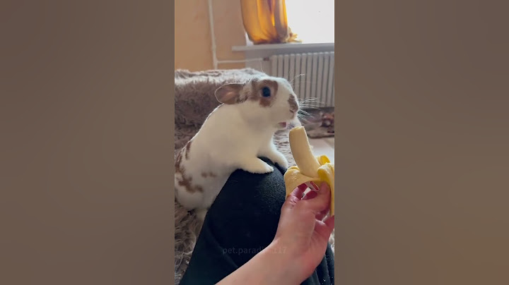 Cute adorable Rabbits #rabbit #bunny #animals #pets #petcare #petvideos #fyp #shorts