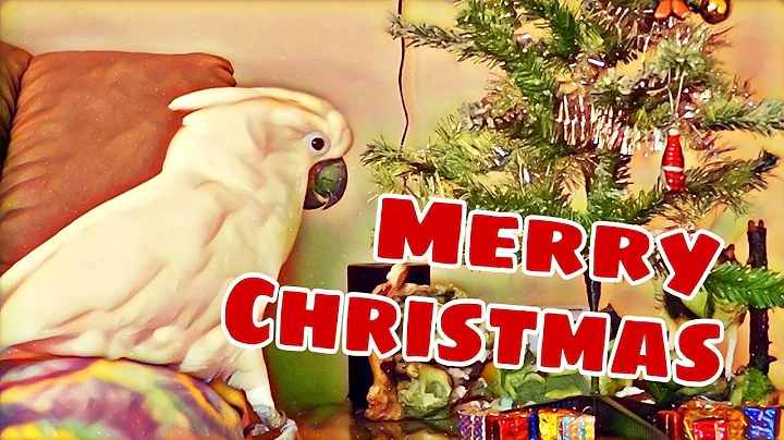 Onni Cockatoo's First Christmas Tree (of his own)