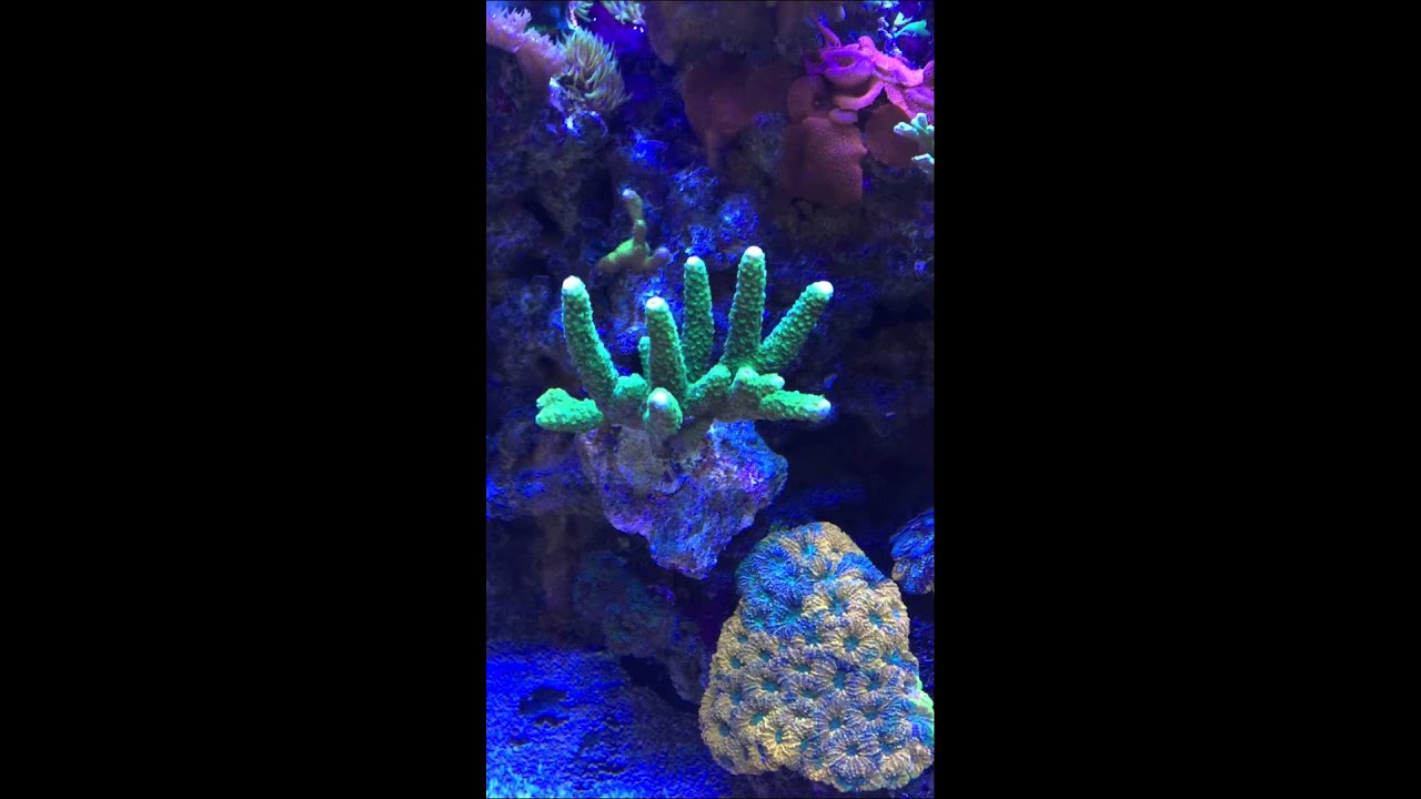 sun corals reef aquarium