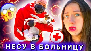 СОБАКА К ВРАЧУ В КАРАНТИН Боюсь Заразиться Elli Di Pets